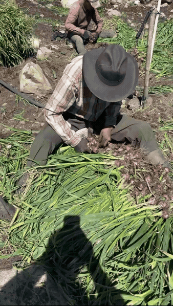 VID-20250531-WA0004 (1)